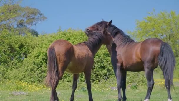 Brown Horse Long Mane Playing Foal Field Having Fun Animal — Stock Video