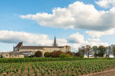 Saint Emilion, Bordeaux, Gironde, Fransa 'nın üzüm bağları. Eski kasabadaki ortaçağ kilisesi ve üzüm tarlasında sıralanmış genç sarmaşıklar. Şarap endüstrisi. Tarım ve tarım kavramı.