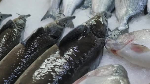 Verse Rauwe Steur Andere Vis Liggend Een Ijsteller Vismarkt Open — Stockvideo