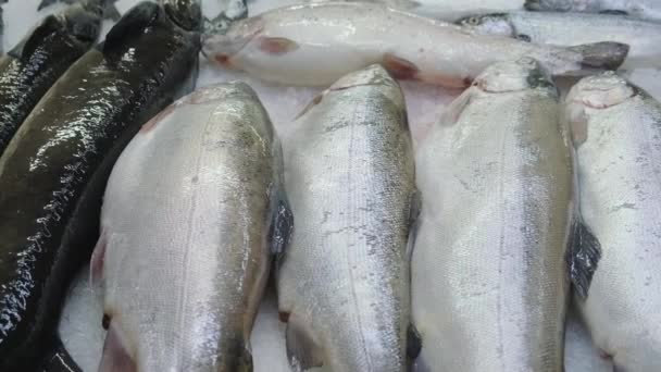 Frischer Roher Lachsfisch Mit Verschiedenen Meeresfrüchten Liegt Auf Der Eistheke — Stockvideo
