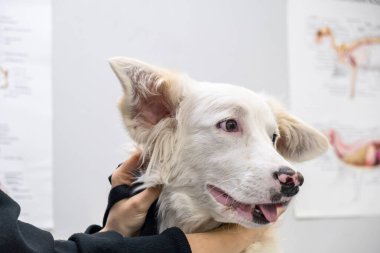 Veteriner kliniğindeki tatlı, endişeli beyaz köpek. Şirin köpek yavrusu veteriner hastanesine gitmiş. Hayvan sağlığı konsepti.