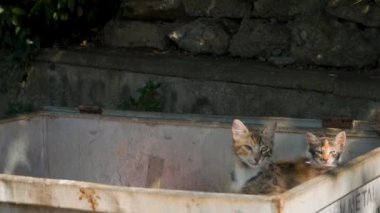 Çöp kutusunda kedi yavrusuyla yemek arayan evsiz bir kedi. Evcil hayvanlar konteynırda oturur..