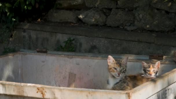 带着小猫的无家可归的猫在垃圾箱里寻找食物 宠物坐在垃圾箱里 — 图库视频影像