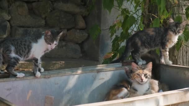 Бездомные Кошки Ищут Еду Мусорном Баке Семья Кошек Котятами Сидит — стоковое видео