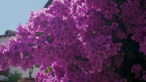 Фиолетовые Бугаинвиллеи Фоне Неба Тропическое Растение Розовыми Цветами Природа — стоковое видео