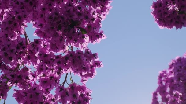 ピンクのブーゲンヴィラの枝 空に向かって花 紫の花が咲いている熱帯植物 自然の背景 — ストック動画