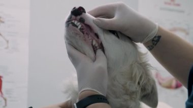 Veteriner doktor veteriner kliniğinde hasta köpek dişlerini muayene ediyor. Tatlı köpek yavrusu veteriner hastanesinde dişçiye gitmiş. Hayvan sağlığı konsepti.
