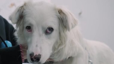 Veteriner kliniğindeki tatlı, endişeli beyaz köpek. Şirin köpek yavrusu veteriner hastanesine gitmiş. Hayvan sağlığı konsepti.