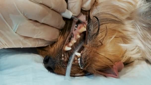 Veterinaire Tandheelkunde Tandarts Dierenarts Behandelt Tanden Van Een Yorkshire Terriër — Stockvideo