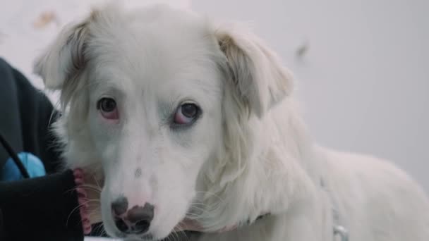 獣医クリニックでかわいい心配した白い犬 かわいい子犬が獣医病院を訪れる ペットヘルスケアコンセプト — ストック動画