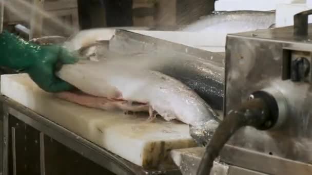 希腊雅典市的鱼类市场上 人们在排泄 清洗和切碎新鲜鲑鱼 准备鱼在海鲜市场销售 靠近点 — 图库视频影像