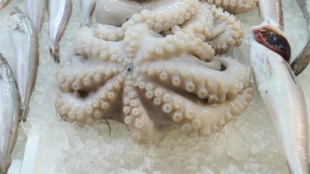 Friske Oktopuser Fisk Ligger Isskranken Sjømatmarkedet Athen Hellas Åpen Hylle – stockvideo