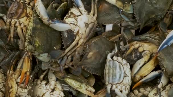 Frische Krabben Auf Einer Theke Auf Dem Fischmarkt Athen Griechenland — Stockvideo