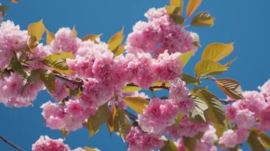 İlkbahar pembe kiraz çiçekleri ya da mavi gökyüzüne karşı sakura. Doğa arkaplanı