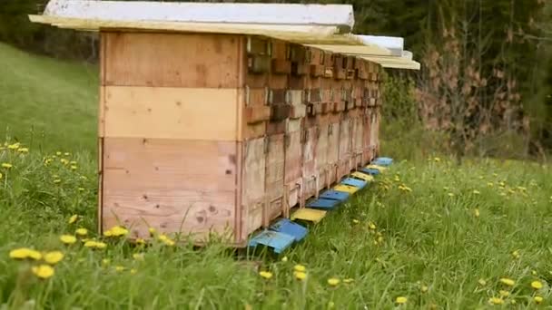 Včelín Dřevěnými Včelami Zelené Trávě Létajícími Včelami Mnoho Úlů Pro — Stock video