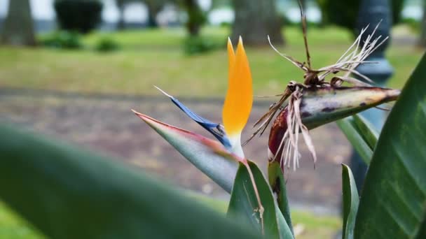 Λουλούδι Strelitzia Ανθίζει Στο Νησί Sao Miguel Αζόρες Πορτογαλία Φόντο — Αρχείο Βίντεο