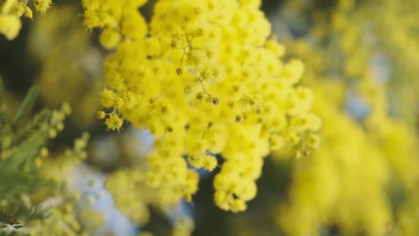 Kwitnąca Gałąź Żółtego Kwiatu Mimozy Wiosną Dzień Kobiet Pochodzenie Wielkanocne — Wideo stockowe
