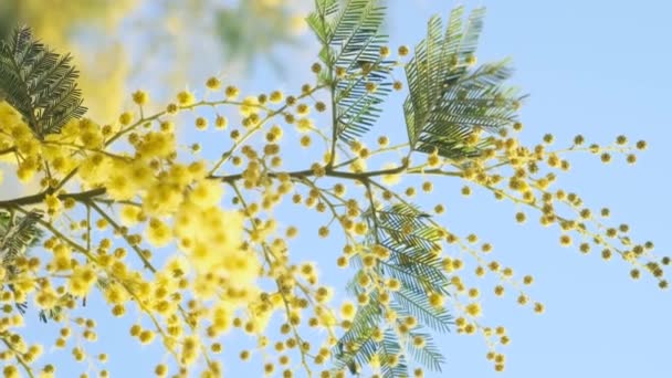 Ramo Fiorito Fiore Mimosa Giallo Primavera Giorno Delle Donne Sfondo — Video Stock