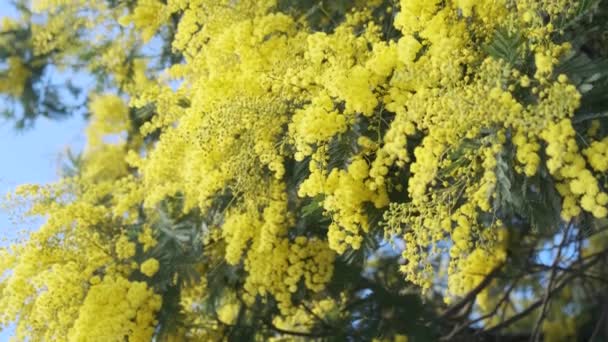 Fiori Gialli Mimosa Acacia Dealbata Che Sbocciano Sull Albero Primaverile — Video Stock