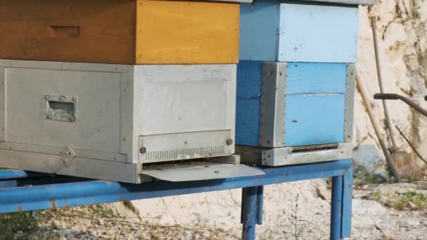 木蜂箱和飞蜜蜜蜂在蚜虫上 在黑山 许多蜂箱是用来采蜜的 养蜂的概念 农业领域 — 图库视频影像