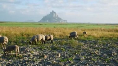 Ortaçağ manastırı Mont Aziz Michel, Normandiya, Fransa 'nın önde otlayan koyunları. Adadaki ünlü Fransız gotik manastır şatosu. Popüler seyahat hedefi.