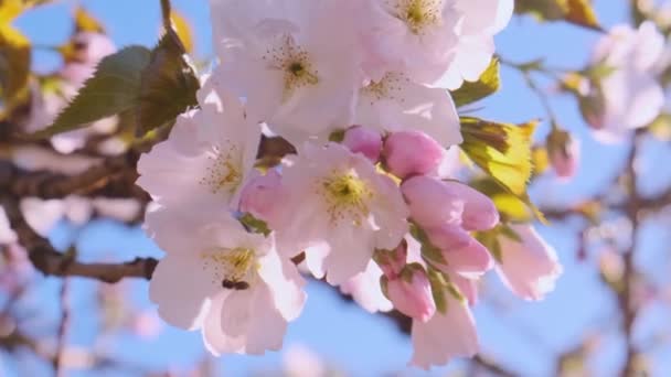 Spring Pink Cherry Blossoming Flowers Sakura Blue Sky Close Nature — Stock Video