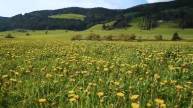 Dolomites Alpleri 'nde, Villabassa köyü, Dolomites, Güney Tyrol, İtalya' da çiçek açan karahindiba tarlalarıyla dolu kırsal ve güneşli bir alan..