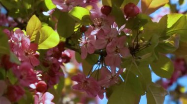 Bahar pembe elma ağacı çiçek açıyor. Kapatın. Doğa arkaplanı.