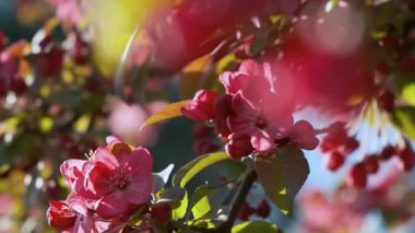 Bahar pembe elma ağacı çiçek açıyor. Çiçek açan pembe ağaç. Kapatın. Doğa arkaplanı.