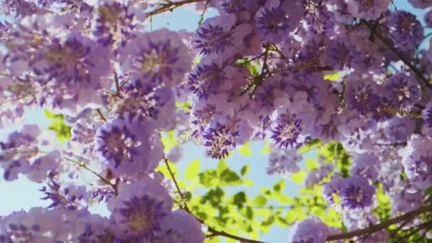 Цветущие Лиловые Цветы Вистерии Весной Солнечной Вспышкой Вид Снизу Закрывай — стоковое видео