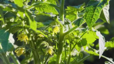 Sebze bahçesindeki çalılıkta çiçek açan domates sarısı çiçekler. Tarım, tarım, bahçıvanlık. Kapat..