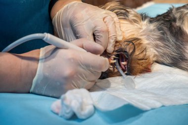 Veteriner dişçiliği. Diş hekimi veteriner, veteriner kliniğinde ameliyat masasında anestezi altında Yorkshire teriyerinin dişlerini tedavi ediyor. Ağız boşluğundan tartar ve plak çıkarıldı.