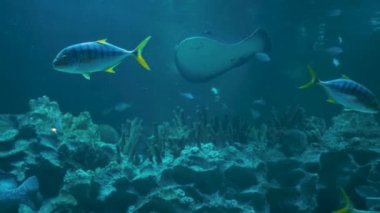 Tropikal balıklar ve vatozlar akvaryumda mercan resiflerinin üzerinde yüzüyorlar. Vahşi yaşam arka planı.