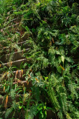 Kuala Lumpur, Malezya 'da yeşil bitkilerle dolu dikey bahçe. Çevre dostu şehir ortamı. Sürdürülebilir modern ve ekolojik mimari. Dikey yönelim.