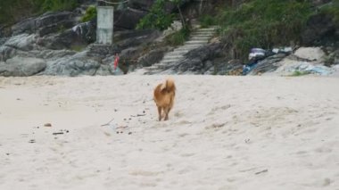 Kahverengi köpek Tayland 'daki Phuket Adası' nın arka planında yemyeşil yapraklarla beyaz kumlu Özgürlük plajı boyunca yürüyor.. 