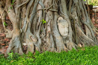 Buda, Ayutthaya tarihi parkı Wat Mahathat Tapınağı, Tayland, Asya 'daki ağaç köklerinde yaşar. Seyahat ve turizm beldesi. Asya 'daki antik Budist tapınağının simgesi..