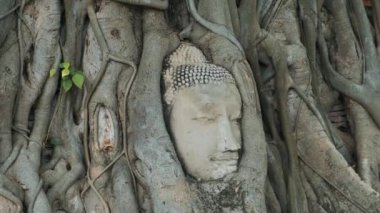 Buda, Ayutthaya tarihi parkı Wat Mahathat Tapınağı, Tayland, Asya 'daki ağaç köklerinde yaşar. Seyahat ve turizm beldesi. Antik mimari ve kültürel miras.