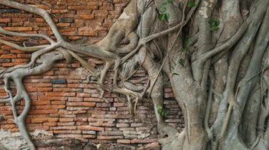 Ayutthaya tarihi parkı Wat Mahathat tapınağı, Tayland, Asya 'daki antik kırmızı tuğla duvarda Buda başıyla Bodhi ağaç kökleri yetişiyor. Seyahat ve turizm beldesi. Doğanın gücü arkaplanı.