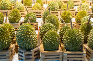 Bir markette sergilenen taze tropikal durian meyveleri. Tayland, Phuket pazarında egzotik Durio zibethinus meyvelerinin renkli gösterisi.