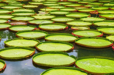 Phuket, Tayland 'daki gölette Victoria su nilüferleri. Yüzen yeşil yapraklı bir göl. Soyut doğa dokusu arkaplanı.
