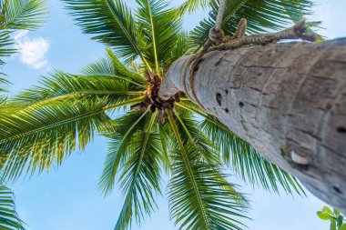 Tayland, Phuket Adası 'ndaki Patong plajında açık mavi gökyüzüne karşı yemyeşil yapraklı hindistan cevizi palmiyesinin alçak açılı görüntüsü. Tropikal doğa arka planı.