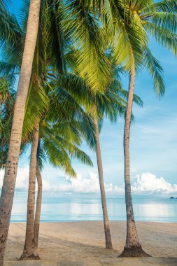 Tayland 'daki Phuket Adası' nda hindistan cevizi palmiyeleri olan Patong sahilinde kimse yok. Tropik kumlu plaj, Tayland. Dikey oryantasyon. Asya 'da popüler seyahat ve turistik durak.