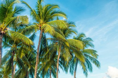 Hindistan cevizi palmiyeleri Patong sahilinde, Phuket Adası, Tayland 'da açık mavi gökyüzüne karşı sallanıyor. Tropikal doğa arka planı.