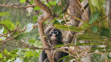 Dusky Leaf Monkey yeşil yaprakları yerken Tayland 'ın Krabi kentindeki tropik bir ormanda ağaç dalında oturuyor. Dusky Langur bebeği tropik yaprakların arasına gizlenmiş. Vahşi hayatta hayvanlar..