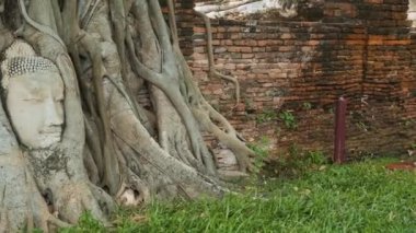 Buda, Ayutthaya tarihi parkı Wat Mahathat Tapınağı, Tayland, Asya 'daki ağaç köklerinde yaşar. Seyahat ve turizm beldesi. Antik mimari ve kültürel miras.