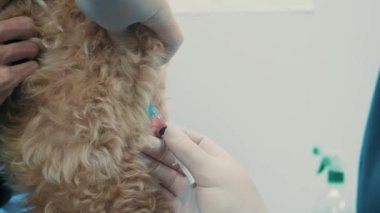 Veteriner veteriner veteriner veteriner kliniğinde bir köpeğe iğne yapıyor. Veteriner yavru köpeğe aşı veriyor. Hayvan bakımı ve tedavi kavramı.