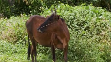 Çimenli bir tarlada boynuzlu kahverengi inek, yemyeşil ile çevrili. Güney Asya, Phuket, Tayland 'dan gelen Zebu sığırları. Çiftçilik kavramı.