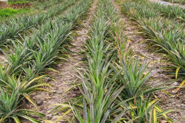 Toprakta yetişen ve tarımsal tarım ve tropikal tarım, Phuket, Tayland 'ı betimleyen sıralı yeşil yapraklı bitkilerle ananas çiftliği..
