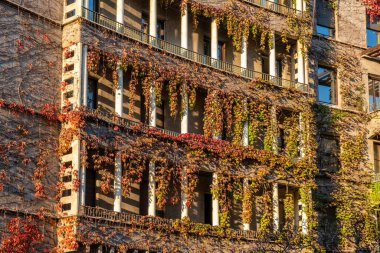 Kırmızı ve yeşil yapraklı canlı tırmanma bitkileriyle kaplı bina cephesi, doğal ve sanatsal bir görünüm yaratıyor, Milan, İtalya. Çevre dostu şehir ortamı. Sürdürülebilir modern ve