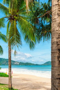 Tayland 'daki Phuket Adası' nda hindistan cevizi palmiyeleri olan Patong sahilinde kimse yok. Tropik kumlu plaj, Tayland. Asya 'da popüler seyahat ve turistik yerler. Dikey yönelim.